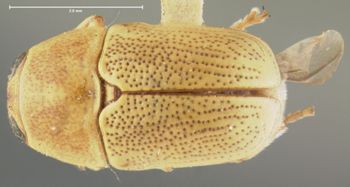 Media type: image;   Entomology 24973 Aspect: habitus dorsal view